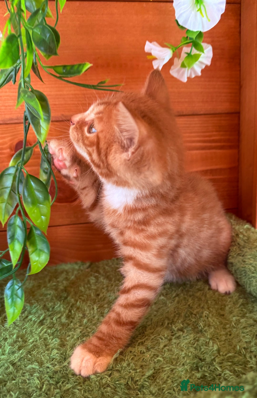 Domestic Shorthair cats for sale: GORGEOUS SHORT HAIRED FAMILY KITTENS  - Image 11