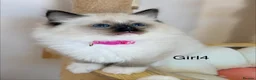 Ragdoll cats for sale: Show quality Ragdoll kittens from champion lines - Advert 9