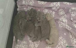 British Shorthair cats for sale: British shorthair blue/lilac kittens  - Image 17
