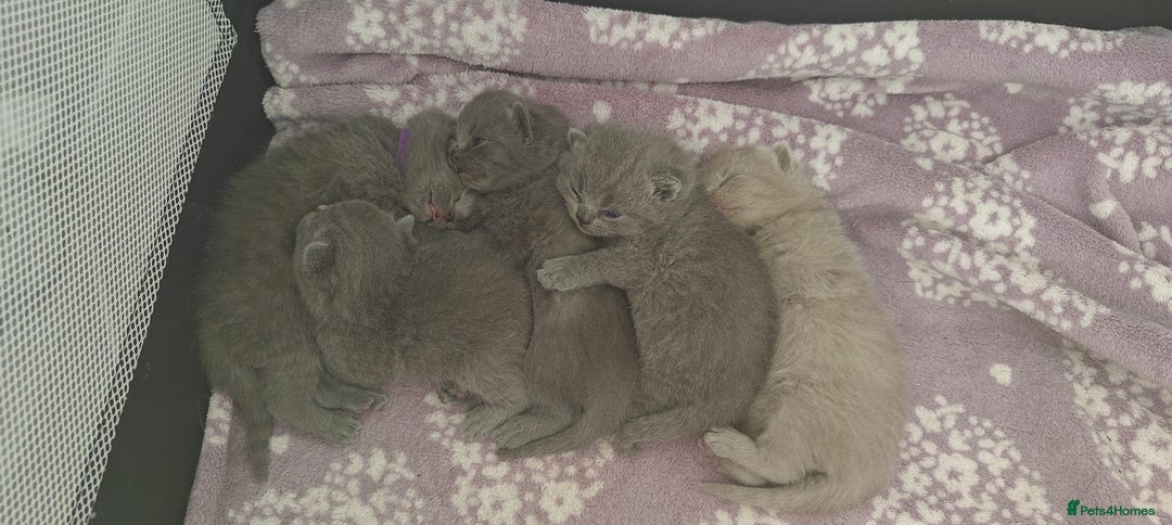 British Shorthair cats for sale: British shorthair blue/lilac kittens  - Image 17
