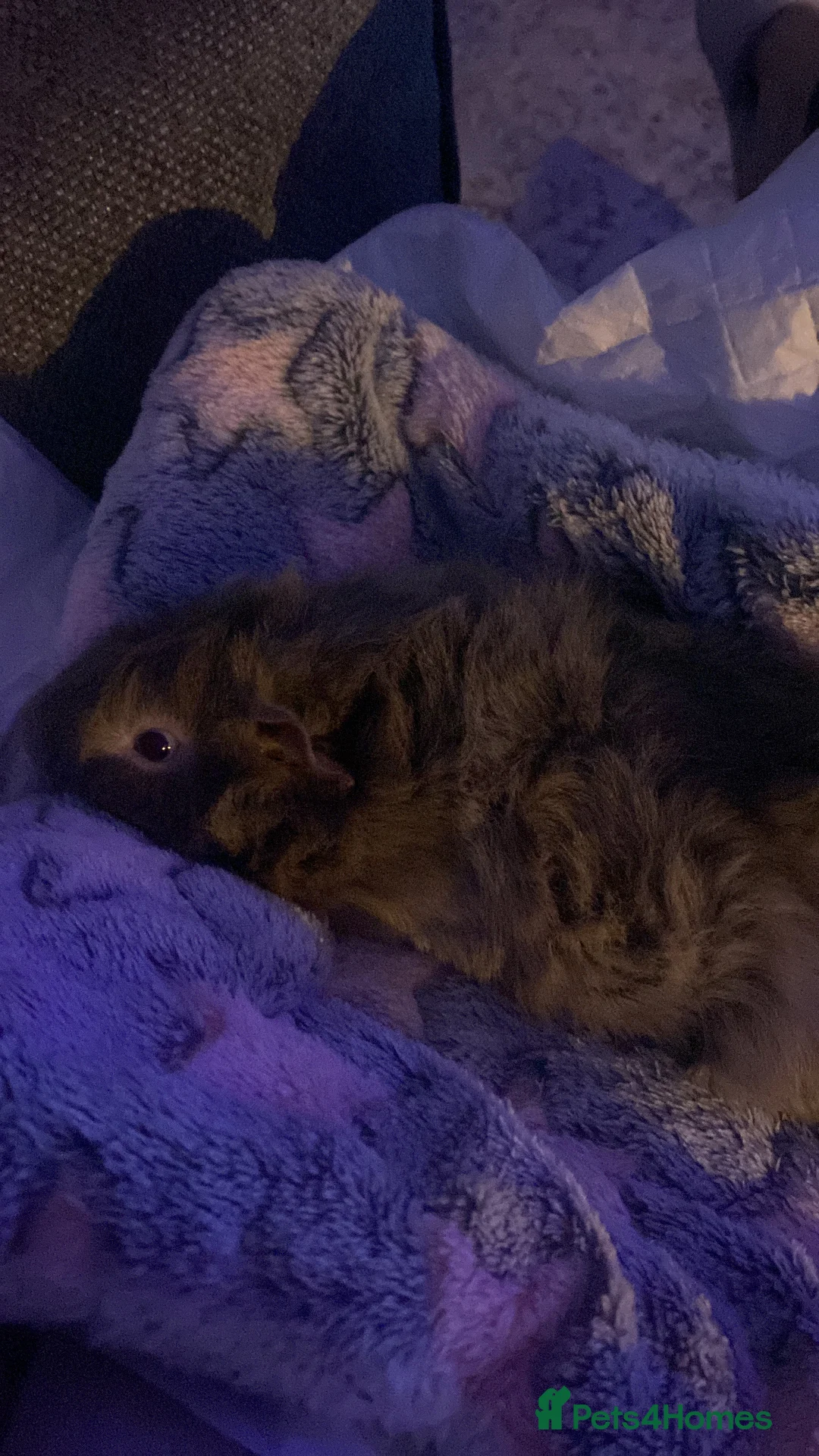 Guinea Pig rodents for sale: 2 male Guinea Pigs £60 - Advert 8