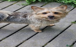 Mixed Breed dogs for sale: Meet little scruff ball palace  - Advert 2