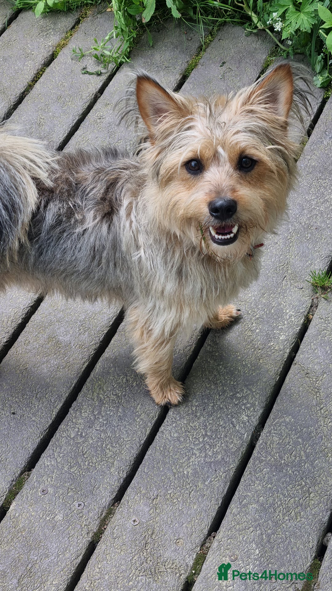 Mixed Breed dogs for sale: Meet little scruff ball palace  - Advert 2