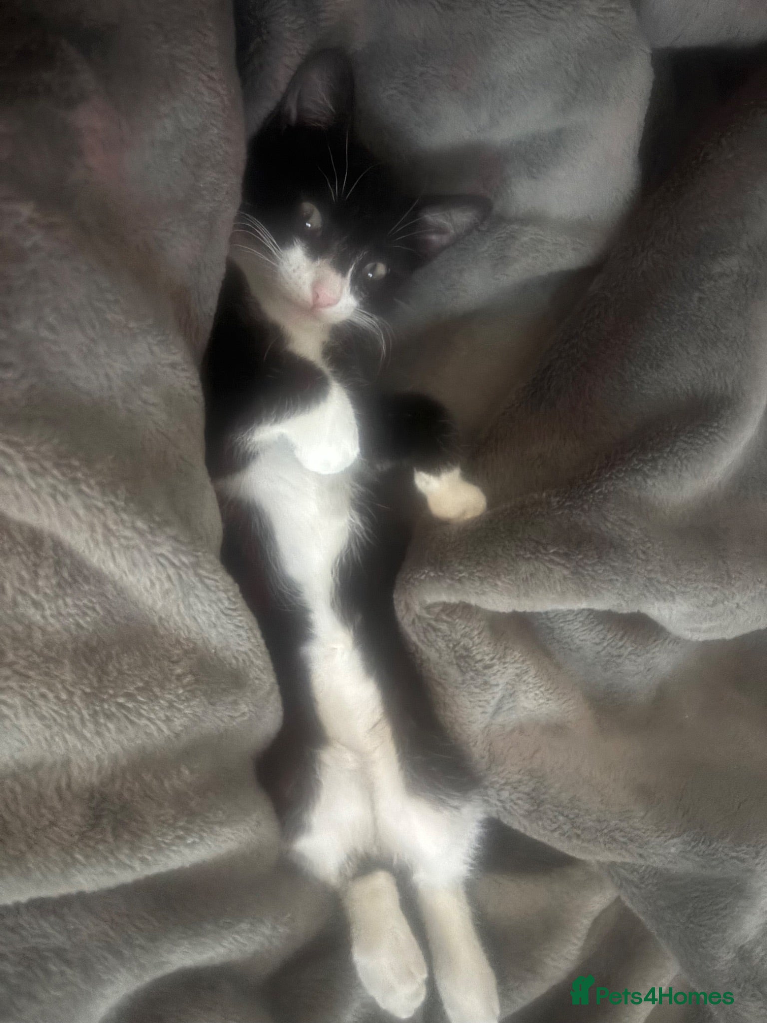 British Shorthair cats  Lovely kitten mixed breed black and white  - Advert 2