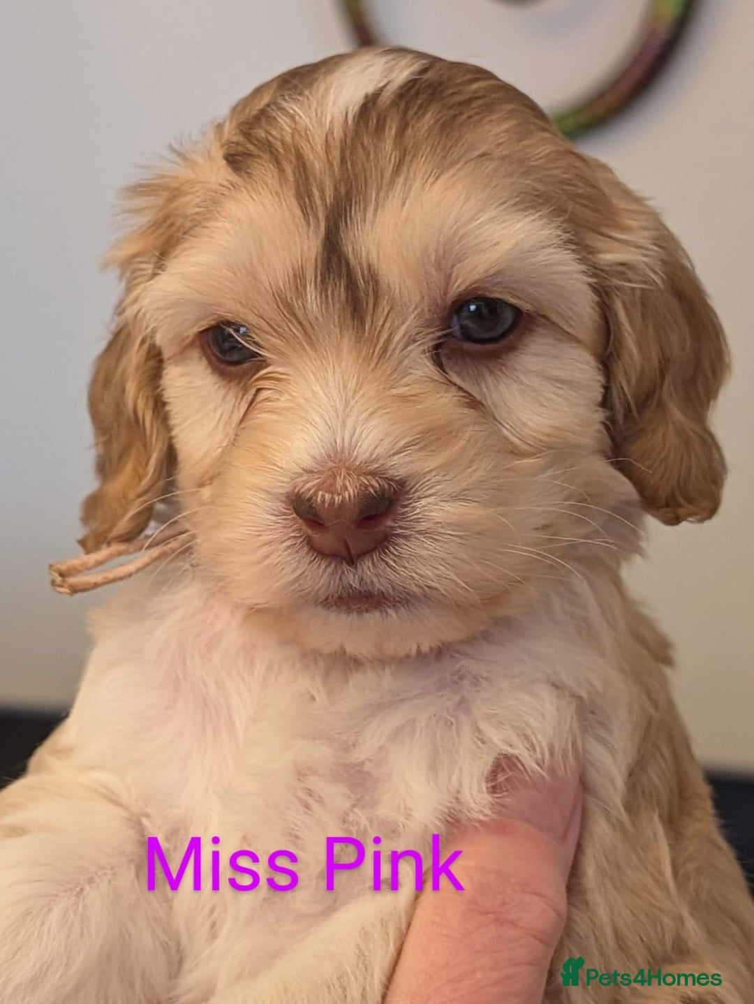 Mixed Breed dogs for sale: Beautiful Miniature Cockerdoodle pups - Image 12