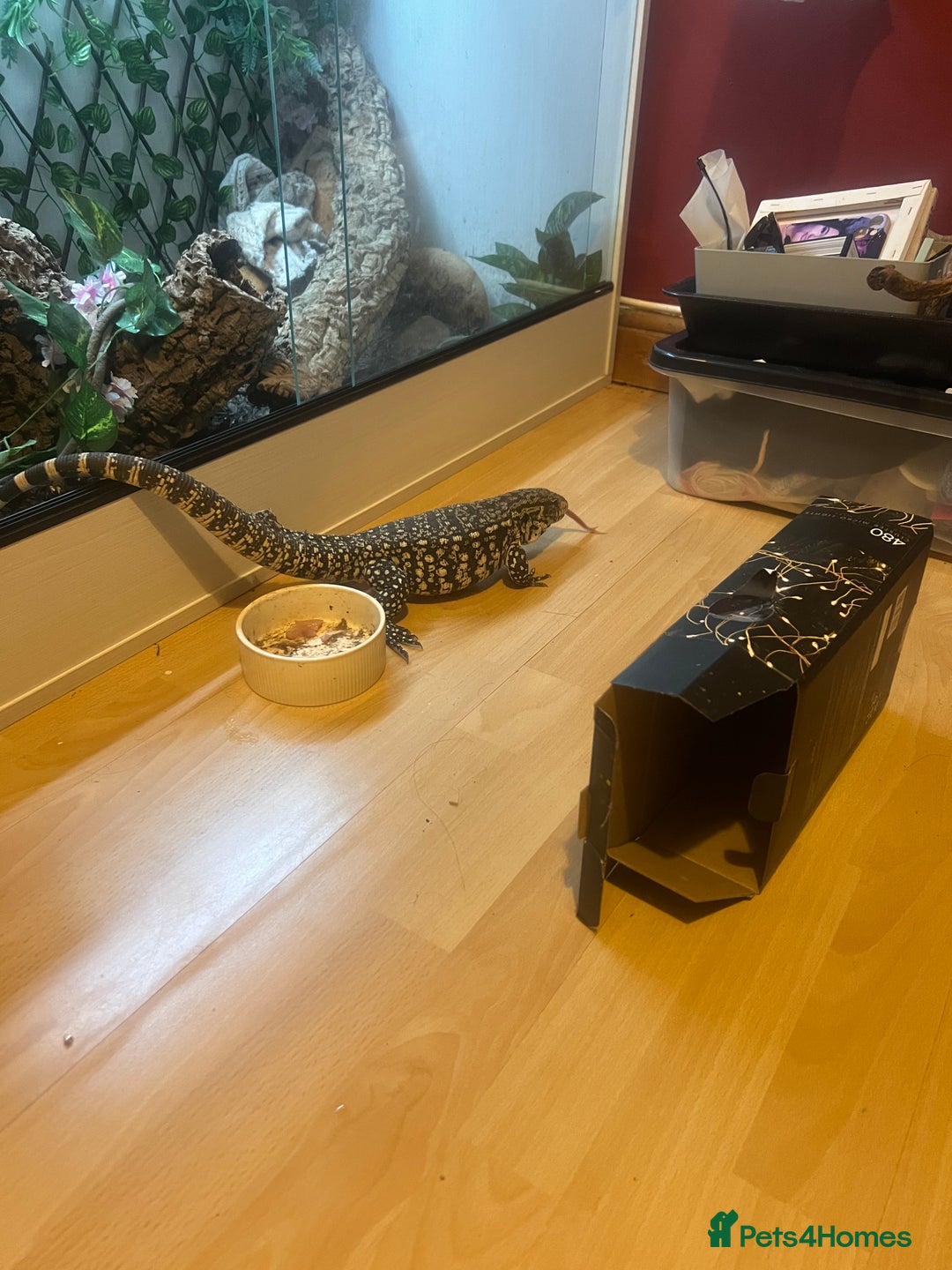 Lizard reptiles for sale: Black and white tegu for sale  - Advert 19
