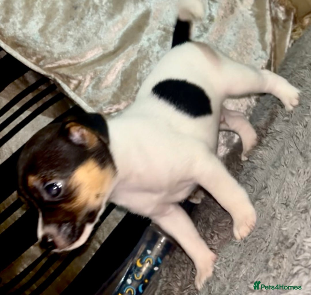 Jack Russell dogs for sale: Miniature jack Russel puppies ready for new home ! - Advert 4