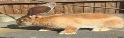Continental Giant rabbits for sale: Giant ready to go now 12 weeks old  - Advert 7
