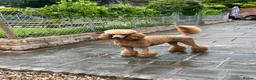 Standard Poodle dogs for sale: Exceptional Standard Poodle Puppies  - Advert 6