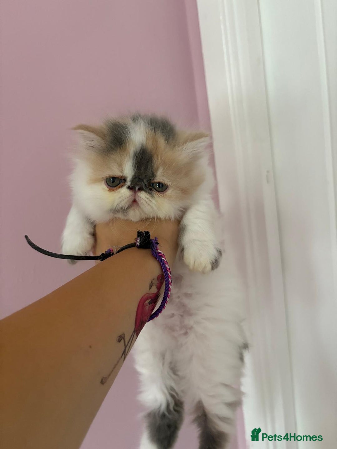 Persian cats for sale: Stunning Persian kittens  - Image 11