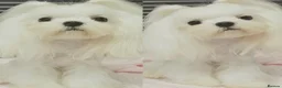 Maltese dogs for sale: Full Korean Female Maltese Age 5 - Advert 20