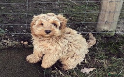 Cockapoo dogs for sale: Stunning little female cockapoo for sale - Image 1