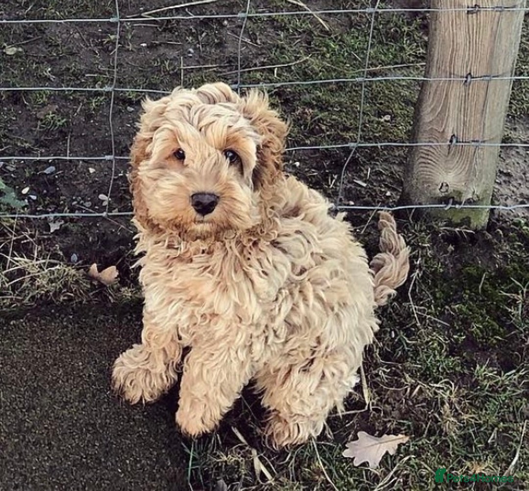 Cockapoo dogs for sale: Stunning little female cockapoo for sale - Image 1