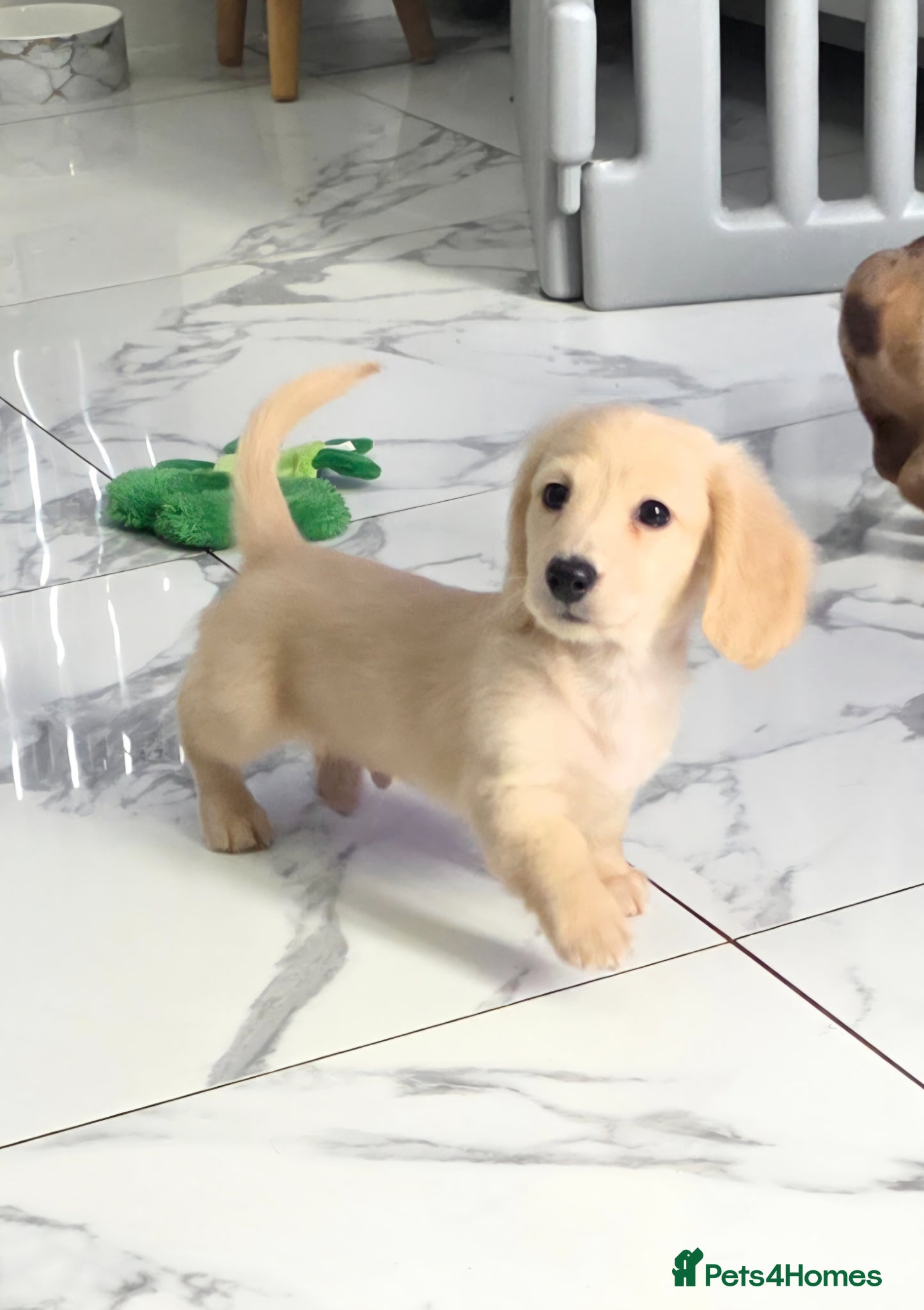 Miniature Dachshund dogs Cream Miniature long-haired  - Advert 14