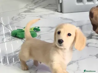 Miniature Dachshund dogs Cream Miniature long-haired - Advert 14