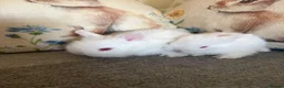 Mixed Breed rabbits for sale: Baby rabbits  in Wrexham - Advert 5