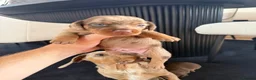 Miniature Dachshund dogs for sale: KC registered miniature dachshund puppies - Advert 2