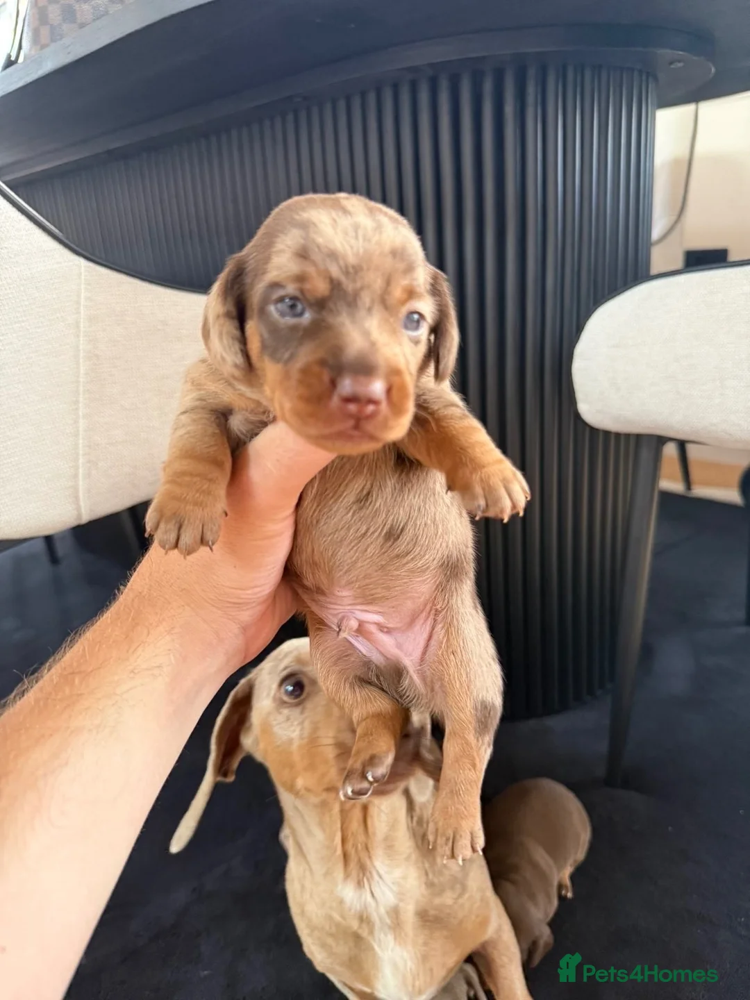 Miniature Dachshund dogs for sale: KC registered miniature dachshund puppies - Advert 2