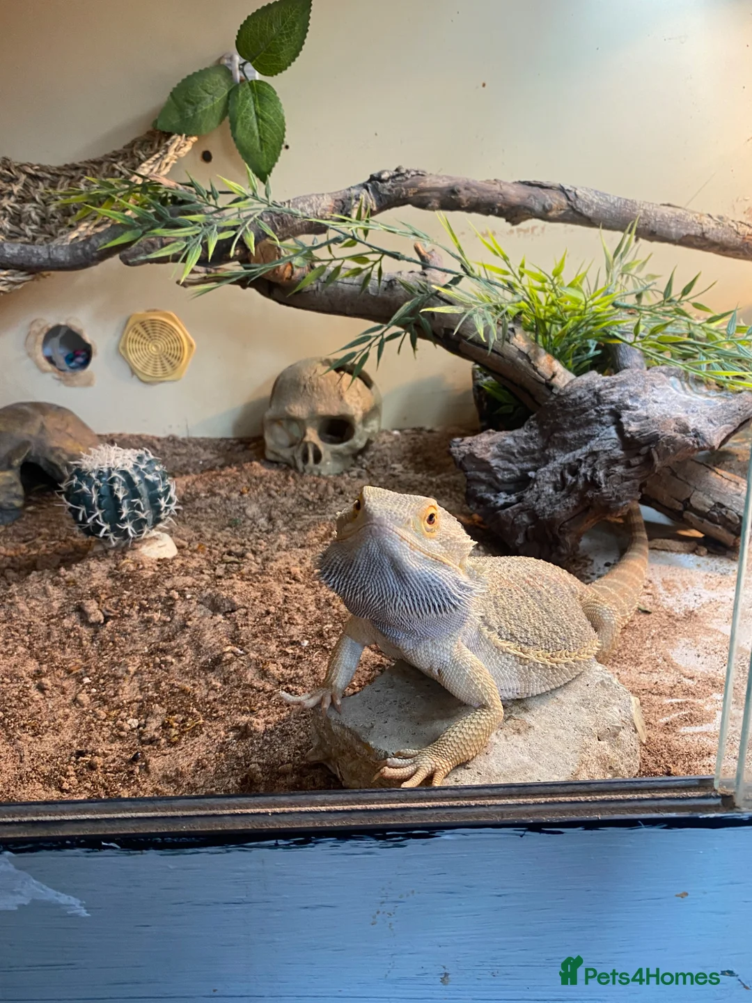 Bearded Dragon reptiles for sale: Breaded dragon  - Advert 1