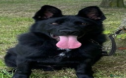 German Shepherd dogs for sale: TOP CHAMPION LINE GERMAN SHEPHERD PUPPIES FOR SALE - Advert 6