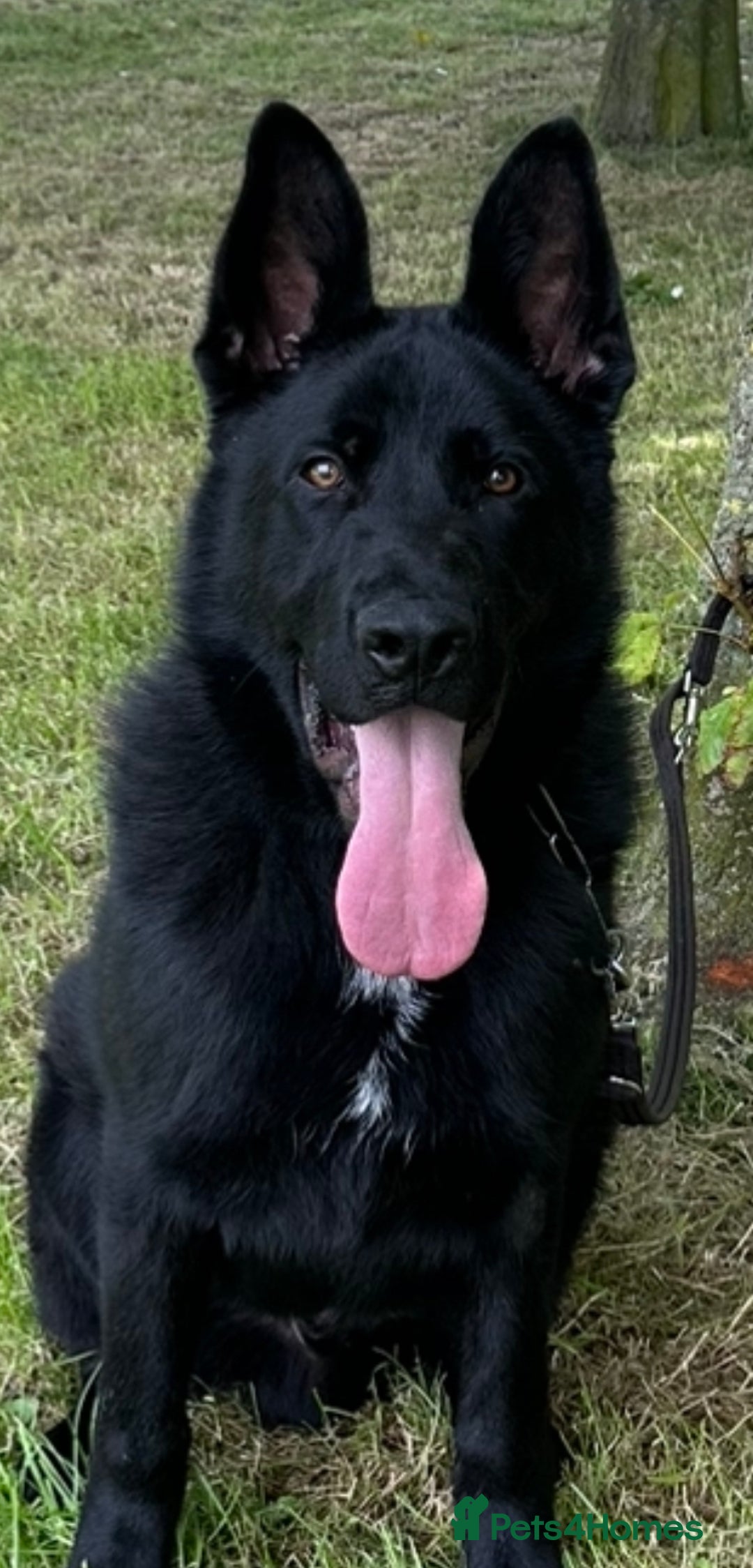 German Shepherd dogs for sale: TOP CHAMPION LINE GERMAN SHEPHERD PUPPIES FOR SALE - Advert 6