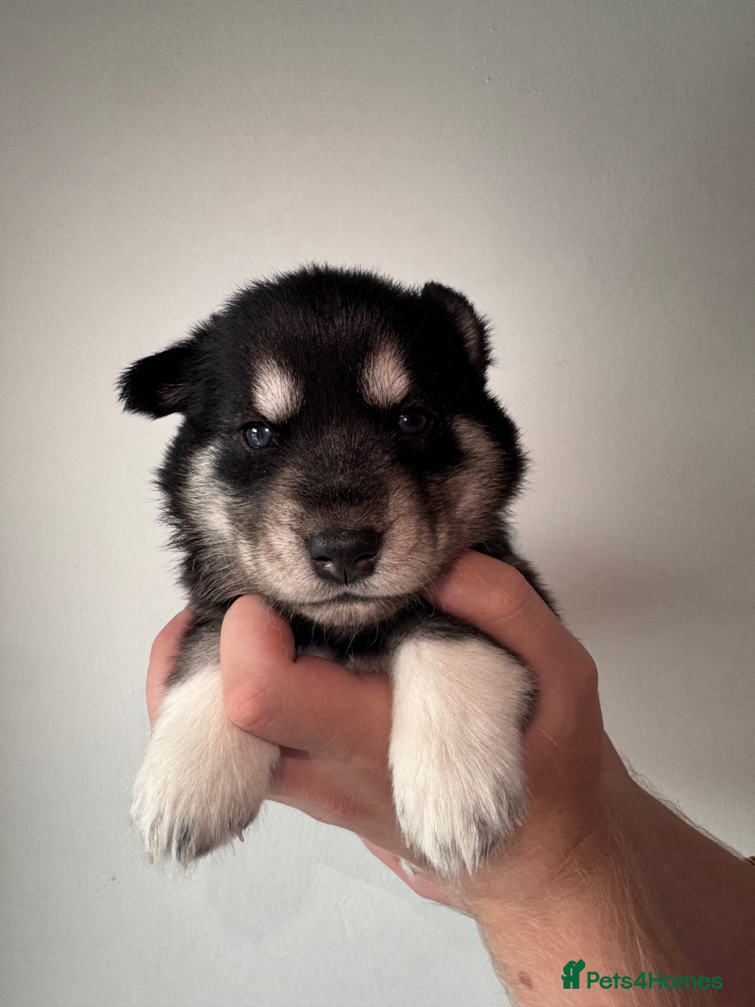 Siberian Husky dogs for sale: Beautiful Chunky Siberian Husky Puppies  - Image 19