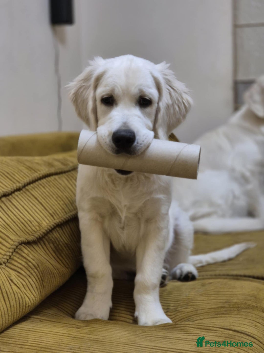 Golden Retriever dogs for stud: KC DNA tested white Boy avialable for Stud - Advert 8