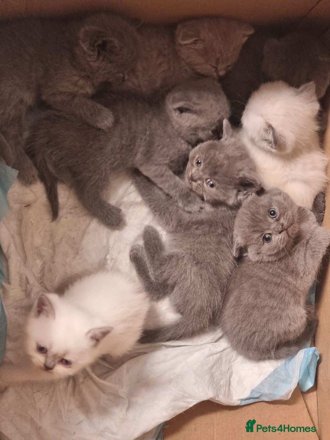 Scottish Fold cats for sale: Very Friendly Kittens, Pedigree Scottish Fold  - Image 16