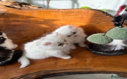 Persian cats for sale: BeautifulPersian Kittens - Image 13