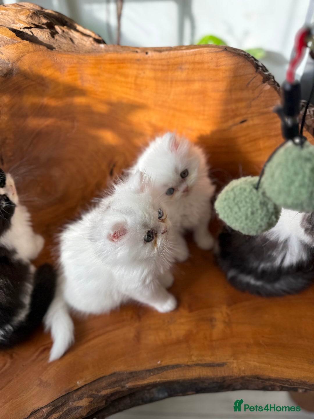 Persian cats for sale: BeautifulPersian Kittens - Image 13