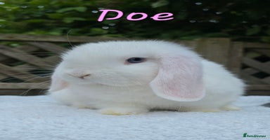 Mini Lop rabbits - Advert 11