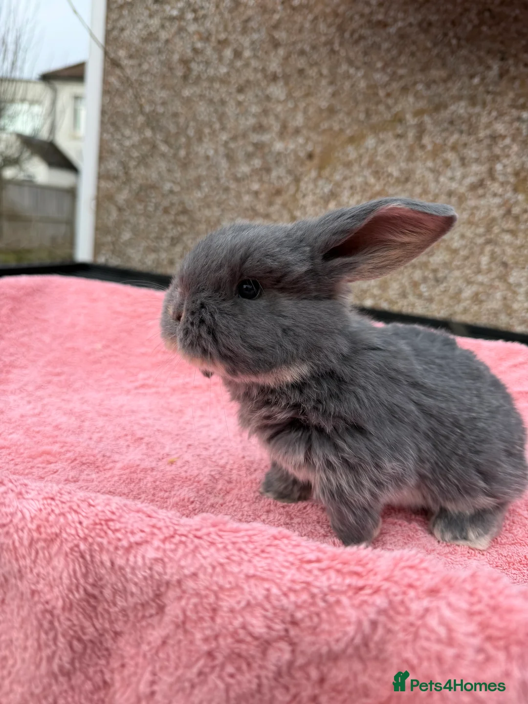 French Lop rabbits for sale: French lops  - Advert 7