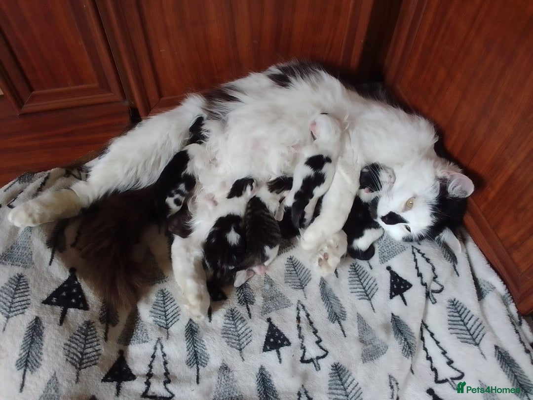 British Longhair cats for sale: two british longhair kittens - Image 1