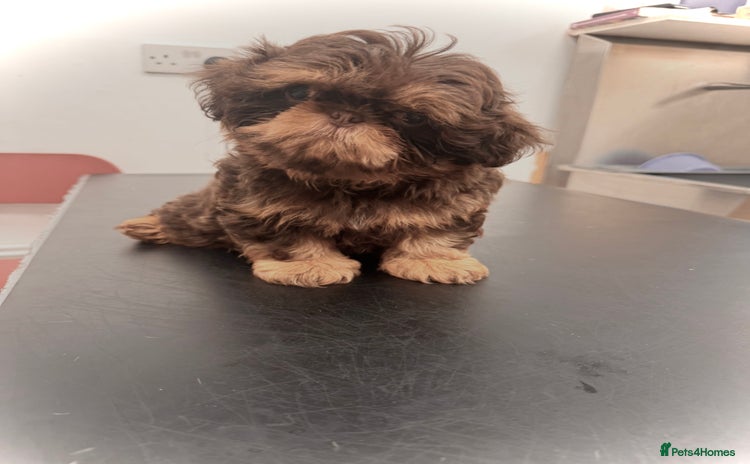 Shih Tzu dogs - Advert 9