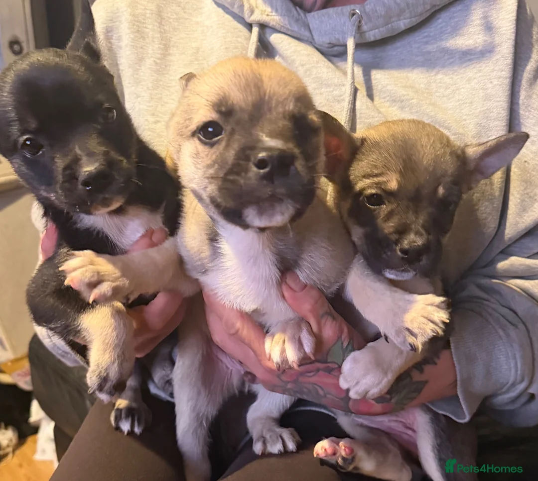 Mixed Breed dogs for sale: Beautiful frusky puppies for sale - Advert 1