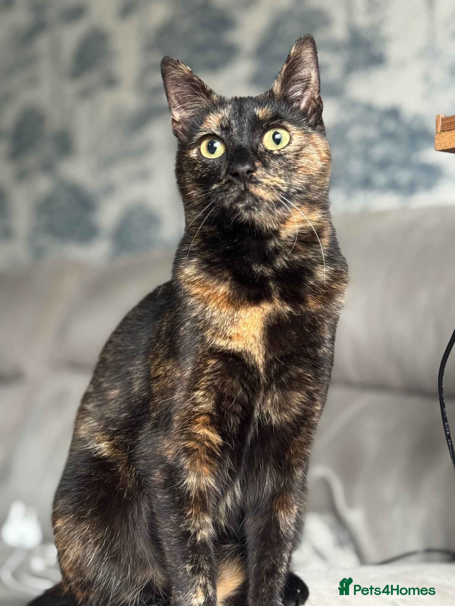 Mixed Breed cats Two female cats - Advert 1