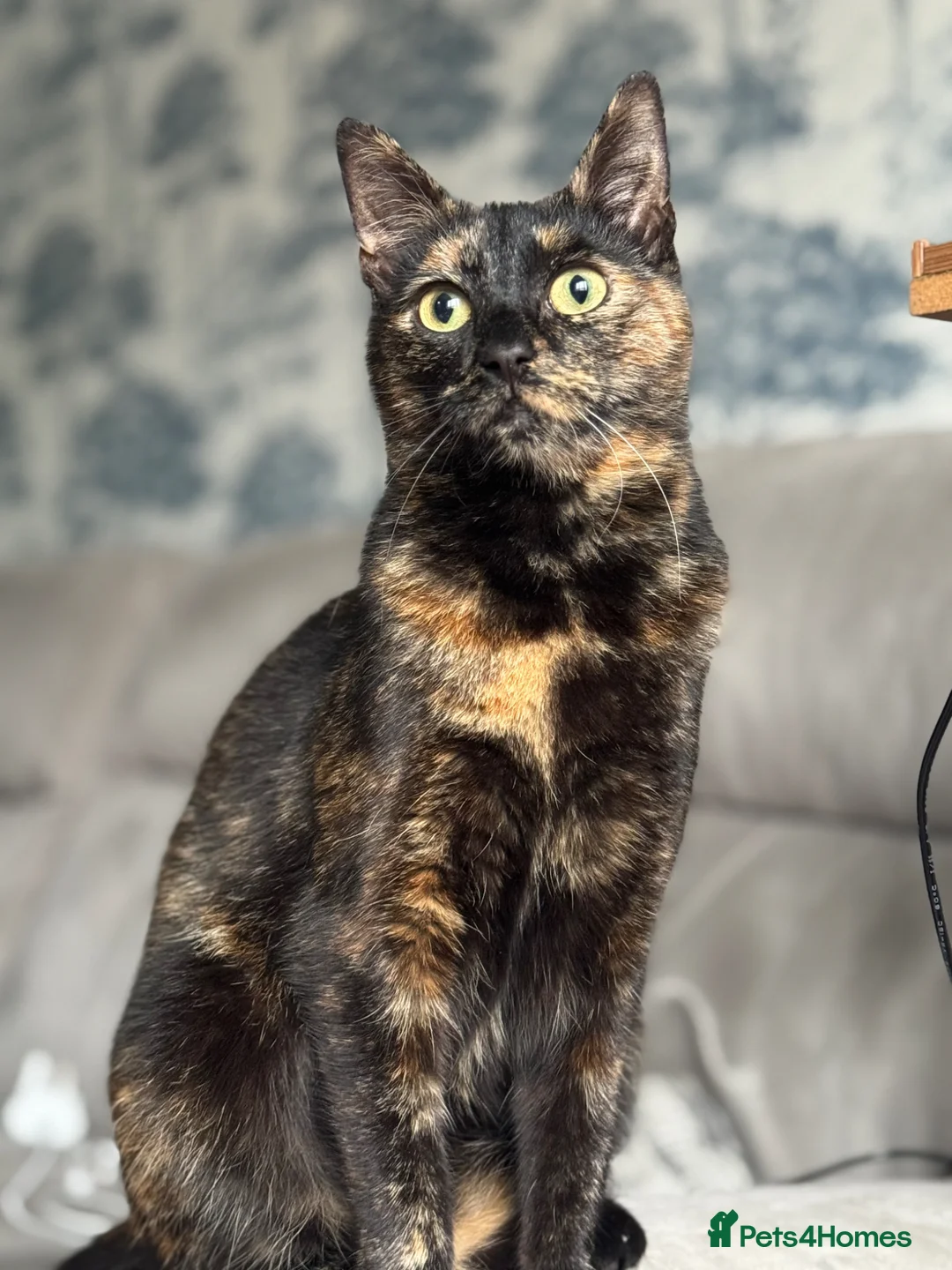 Mixed Breed cats for sale: Two female cats - Advert 1