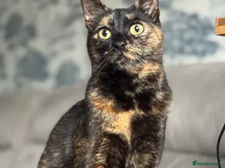 Mixed Breed cats Two female cats - Advert 1