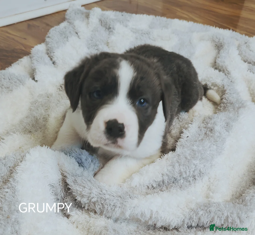 Mixed Breed dogs for sale:  REDUCED!! 2 OLD TYME BORDER COLLIE PUPPIES!  - Advert 23