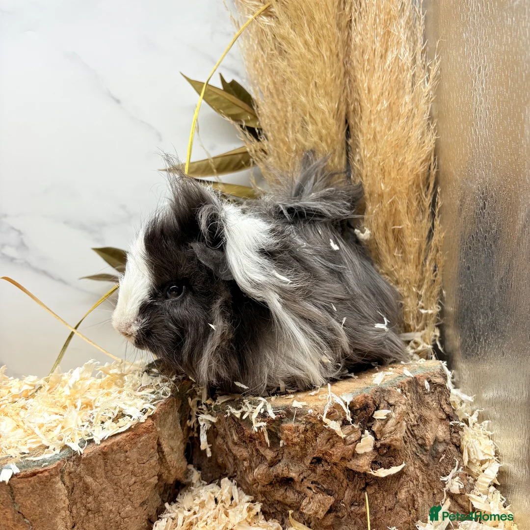 Guinea Pig rodents for sale: Multiple Baby Boy Guinea Pigs for sale  - Advert 9