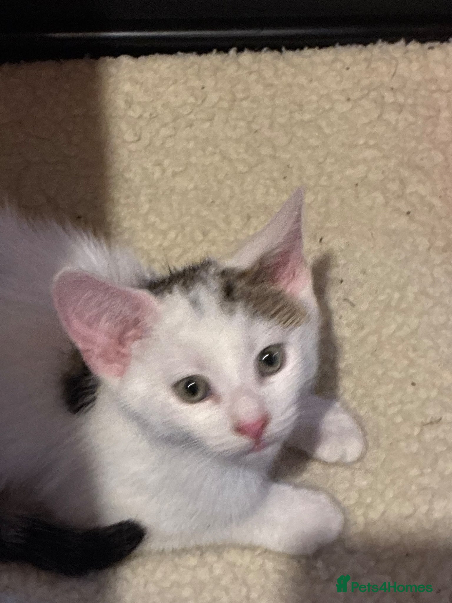 Mixed Breed cats Female kitten - Advert 2