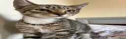 Mixed Breed cats for sale: Two kittens - Advert 7