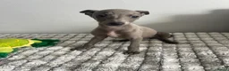 Whippet dogs for sale: Beautiful letter of pedigree whippets   - Advert 7