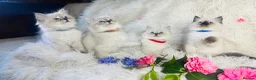 Ragdoll cats for sale: Pure Ragdoll Seal/blue point Lynx kittens - Advert 3