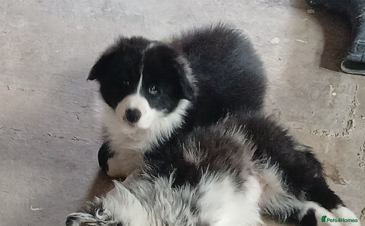 Border Collie dogs - Advert 2