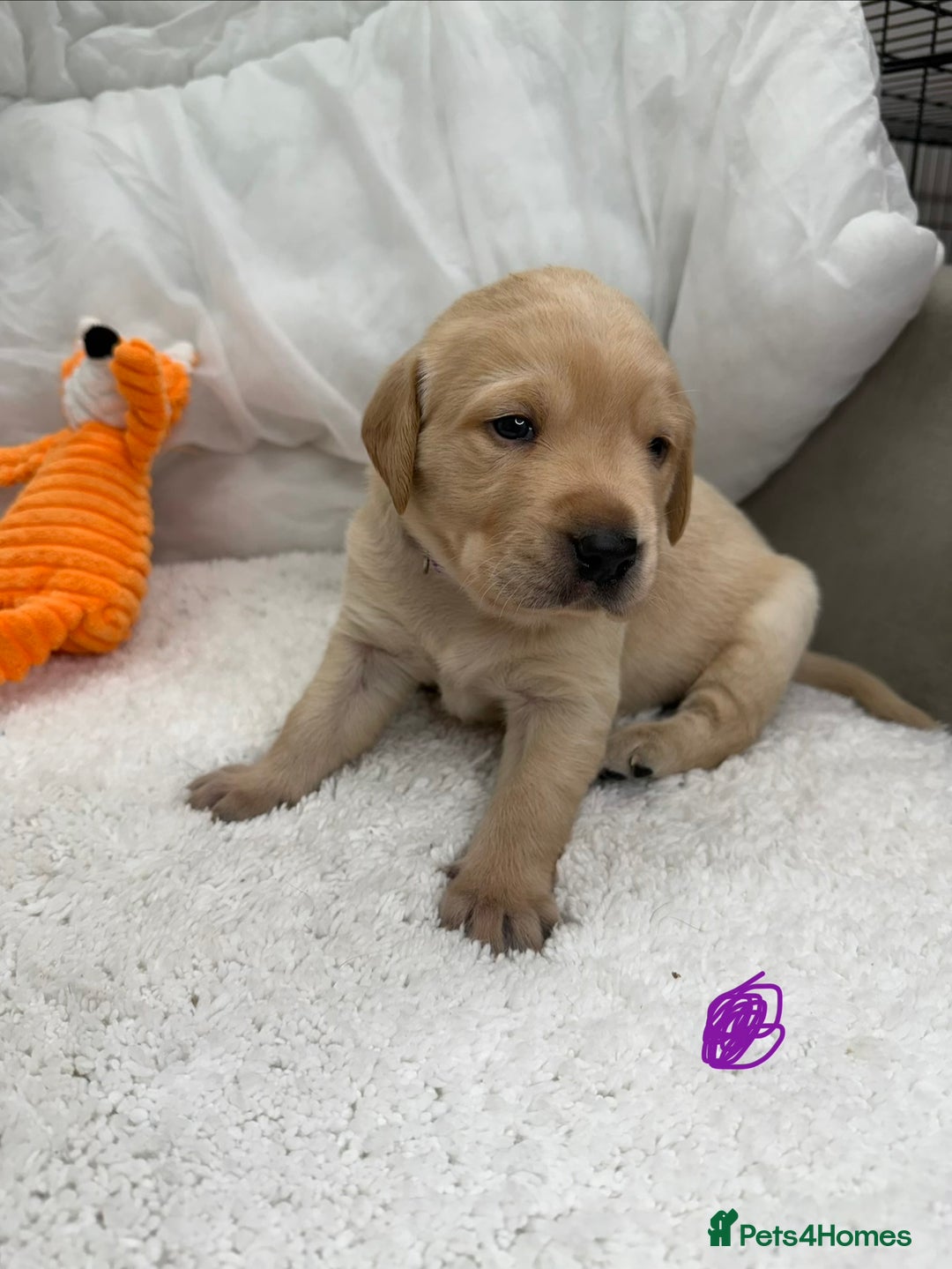 Goldador dogs for sale: Adorable Goldador Puppies - Ready 12th Feb - Advert 28