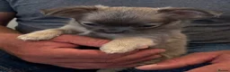 Chihuahua dogs for sale: Beautiful full pedigree chihuahua puppies in Spalding - Advert 3