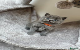 British Shorthair cats for sale: GCCF Registered British Shorthair kittens  - Image 6