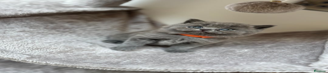 British Blue Shorthair Kitten Orange Collar