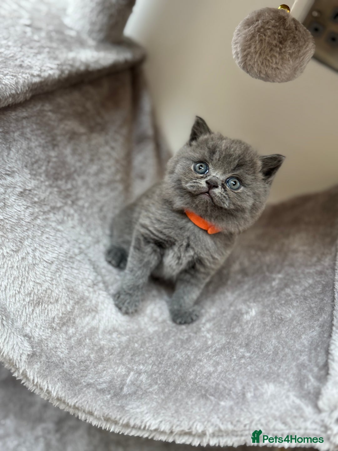 British Shorthair cats for sale: GCCF Registered British Shorthair kittens  - Image 6